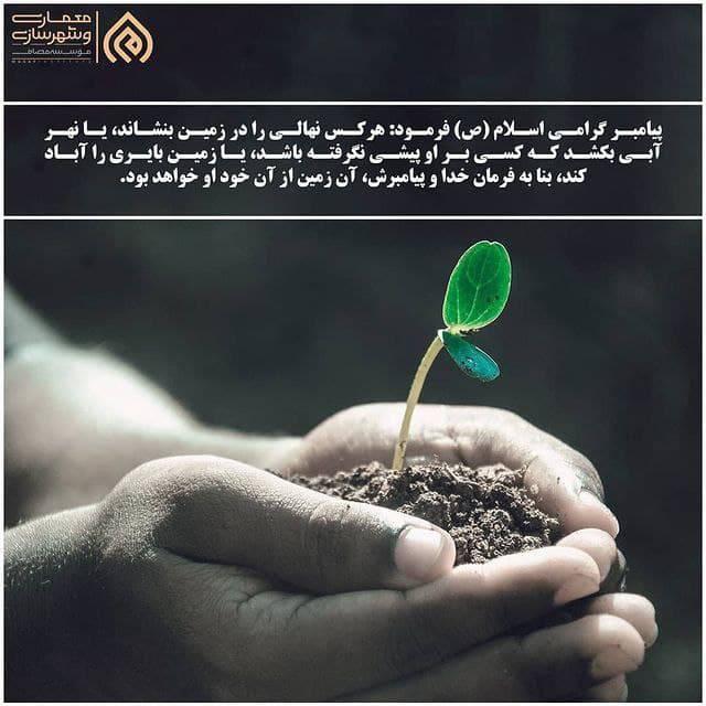 10 خاصیت کاشت نهال بر محیط اطراف